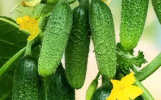 ЧУДО ХРУСТИК