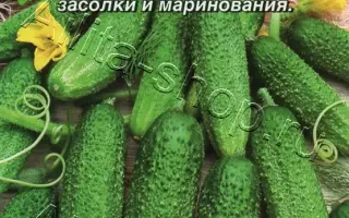 ДЕРЕВЕНСКАЯ ЯРМАРКА