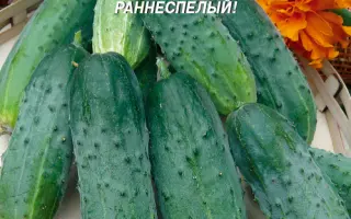 КАРЕЛЬСКИЙ ПЛЮС