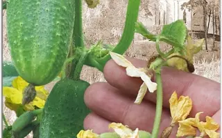 ВАЛААМСКИЙ