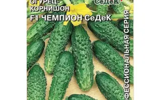 ЧЕМПИОН СЕДЕК