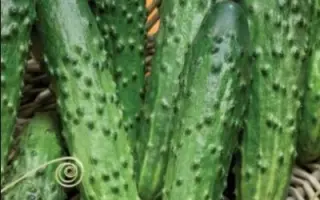 ЛЕГКОАТЛЕТ