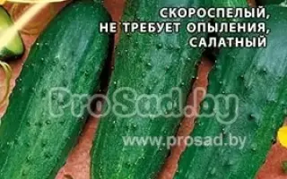 ОРЛИК