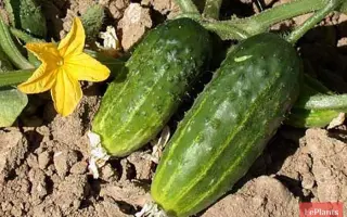 МОСКОВСКИЙ ЮБИЛЕЙНЫЙ