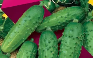 ЗАСТОЛЬНЫЙ