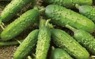 КУПЕЧЕСКИЙ