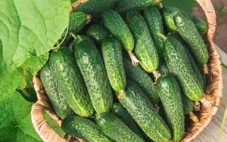 ДВОРЯНСКИЙ