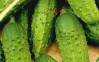 МОСКОВСКИЙ ПИЖОН