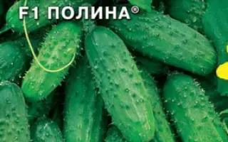 ПОЛИНА