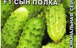 СЫН ПОЛКА