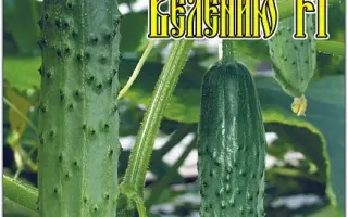 ПО ЩУЧЬЕМУ ВЕЛЕНИЮ