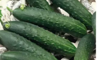 ФЕНИКС ПЛЮС