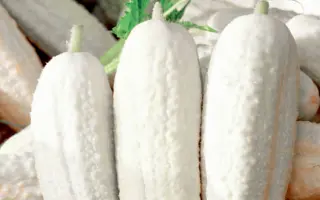 БЕЛЫЙ АНГЕЛ