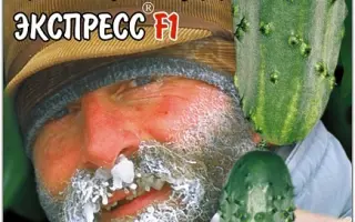 ПЕТЕРБУРГСКИЙ ЭКСПРЕСС