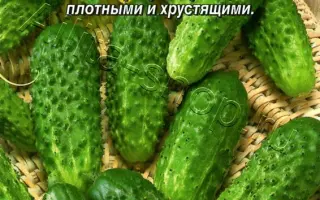 ЗАСОЛОЧНЫЙ