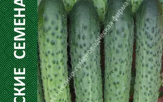 РЕГИНА ПЛЮС