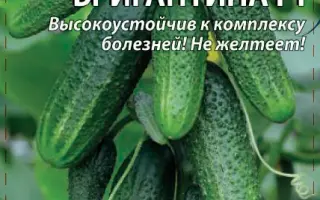 БРИГАНТИНА