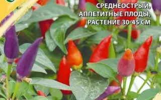 СЕВЕРНОЕ СИЯНИЕ