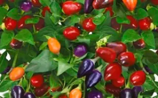 МЕКСИКАНЕЦ