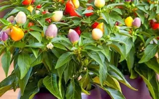 ПИКОВАЯ ДАМА