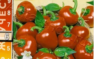 ЖГУЧЕЕ СЕРДЦЕ