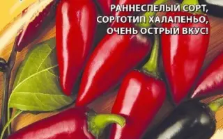 ХУЛИГАН ПУРПУРНЫЙ