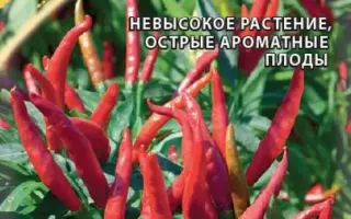 ОГНЕННЫЙ ЗАЛП