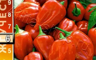 ЖГУЧАЯ РАДОСТЬ