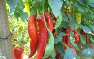 КАНАРИО РЕАЛ