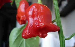 КРАСНЫЙ КОЛОКОЛЬЧИК