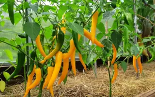 САЛАМАНДРА