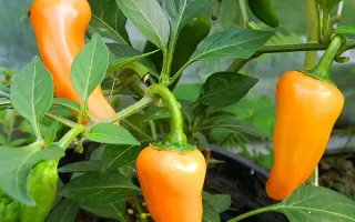 ЗОЛОТНИЧОК