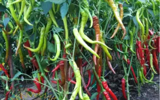 БАРАНИЙ РОГ