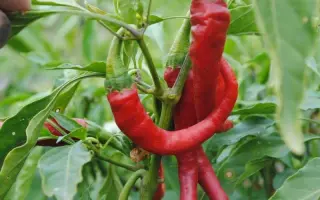 КОГОТЬ ОРЛА