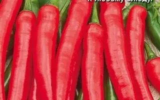 КОПЬЕ ИНДЕЙЦА