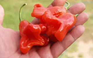 КОЛОКОЛЬЧИК