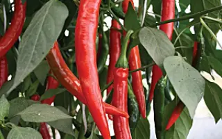 КРАСНЫЙ ДРАКОН