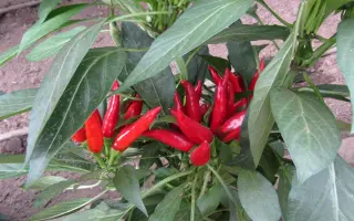 КЛЮВ СОКОЛА