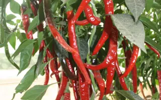 ЗМЕЙ ГОРЫНЫЧ