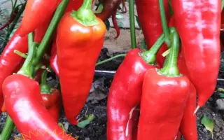 КРАСНЫЙ ТОЛСТЯК