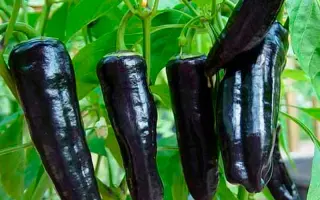 МОЛНИЯ ЧЕРНАЯ