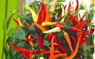 ОГНЕННЫЙ ВУЛКАН