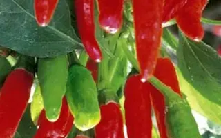 ВОЛШЕБНЫЙ БУКЕТ