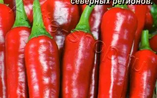 ЧУДО ПОДМОСКОВЬЯ