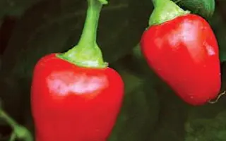 МАЛЕНЬКИЙ ПРИНЦ