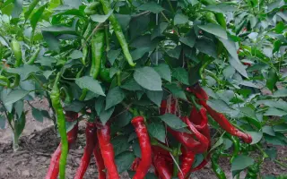 ЮБИЛЕЙНЫЙ ВНИИССОК