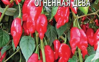 ОГНЕННАЯ ДЕВА