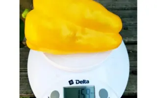 ЗОЛОТОЙ МАЖОР