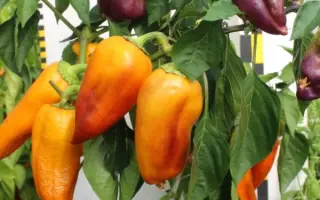 УРАЛЬСКИЙ САМОЦВЕТ