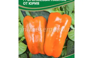 ОРАНЖЕВЫЙ ЛАМУЙОТ ЮРИЯ